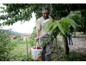 Türkiye’nin en kaliteli kirazını yetiştiriyorlar, tek şikayetleri para kazanamamak