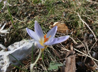 Beyşehir'de çiğdemler çiçek açtı