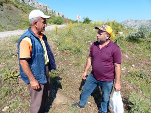 Toroslar'da "mor mantar" toplama zamanı