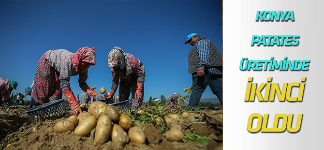 Konya, patates üretiminde ikinci