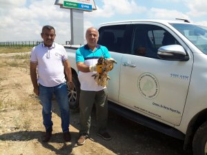 Yaralı şahin koruma altına alındı