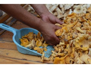 ‘Tirmit mantarı’ tezgahlarda