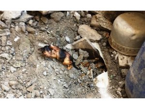 Kanalizasyon borusuna sıkışan yavru kediyi itfaiye kurardı