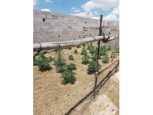 Bağ evinde yetiştirilen Hint kenevirleri imha edildi