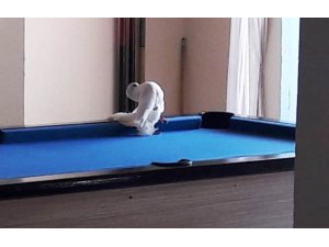 Tüfekle vurulan güvercin otele sığındı