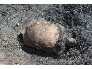 Alanya’da orman yangın korkuttu