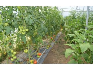 Genç çiftçi başardı