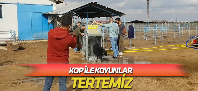 KOP koyunları yıkıyor