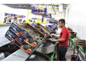 Kraliyet meyvesinin sırrı bu sineklerde