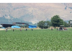 Suların çekildiği Amik Ovası’nda pamuk hayat buluyor