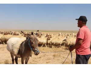 Koçlarla koyun koyuna