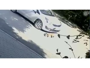 Otomobilin köpeği ezdiği anlar güvenlik kamerasında