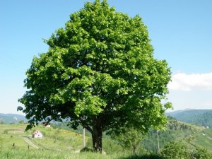 Ihlamur toplarken ağaçtan düştü