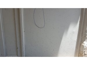 Yavuzeli’nde sinek istilası