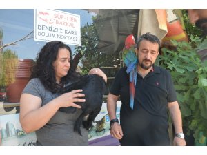 Vicdansız sürücü köpeği böyle ezdi