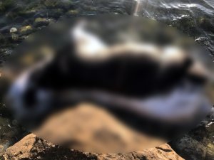 Kastamonu sahiline ölmüş büyükbaş hayvan vurdu