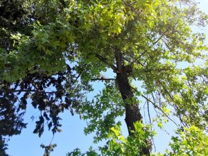 Ağaçta mahsur kalan kedinin yardımına itfaiye yetişti