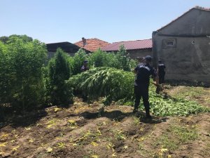 1 milyon 200 bin liralık kenevir yetiştirdi, ’içiciyim’ dedi