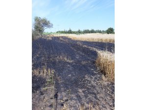 Kopan elektrik telleri tarlayı yaktı