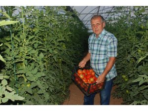 Tokat domatesi tarlada sezonu 1.70 liradan açtı