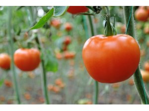 İhracat düştü, domates dibe vurdu