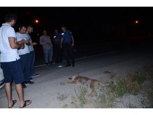 Pikabın çarptığı kurt telef oldu