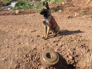 Siirt’te terör örgütü mensuplarınca yola tuzaklanmış anti tank mühimmatı imha edildi