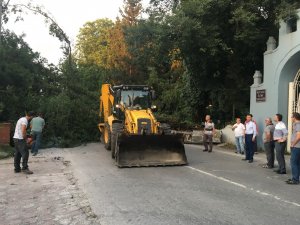 Devrilen ağaç Sakarya - Kocaeli arasında ulaşımı sağlayan yolu kapattı