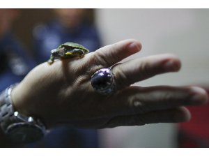 Malezya’da 5 binden fazla kaçak kaplumbağa ele geçirildi