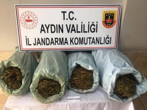 İzmir’den gelip Aydın’a kenevir etkiler