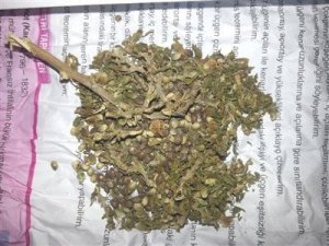 Üzerinde esrarla yakalanan 3 kişi gözaltına alındı