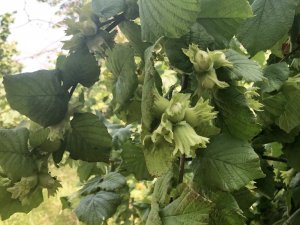 Fındıkta bereketli sezon heyecanı