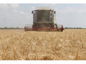 Manyas’ta hububat hasadı başladı