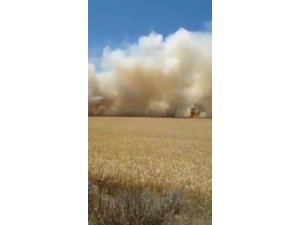 18 dönümlük buğday tarlası tamamen yandı