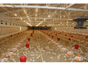 Erzincan’da etlik piliç yetiştiriciliğine ilgi artıyor