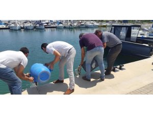 Didim’de deniz patlıcanı avcılarına geçit yok