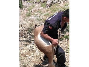 Kaçak avcıya vurduğu yaban keçisinin maliyeti 25 bin TL  oldu