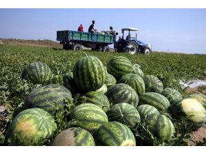 Antalya’da karpuz üretimi 500 bin tona ulaştı