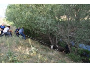 Sulama kanalına düşen ineğe kurtarma operasyonu