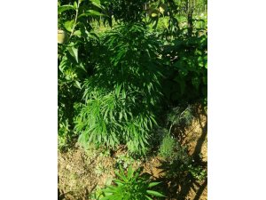 Hint keneviri operasyonunda karı koca gözaltına alındı