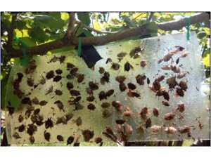 Fındığın baş düşmanı hedefte