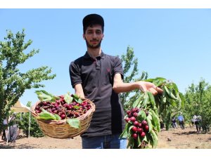 Harput kirazında hasat zamanı