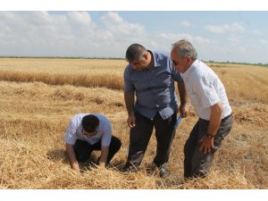 Buğdayda dane kaybına karşı denetim yapılıyor