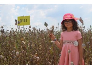 Denizli’nin 2019’daki haşhaş üretim hedefi 13 bin 500 ton