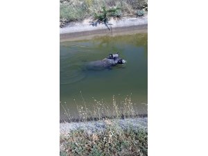 Yaban domuzunu kovboy gibi kement atarak kurtardılar