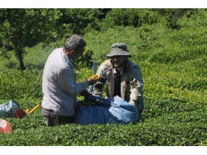 Çaykur Mayıs ayı yaş çay bedellerini ödemeye başladı