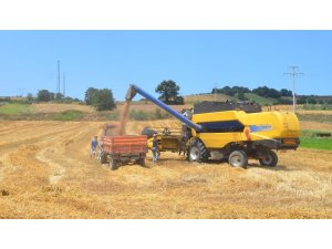 Bafra Ovası’nda buğday hasadı başladı