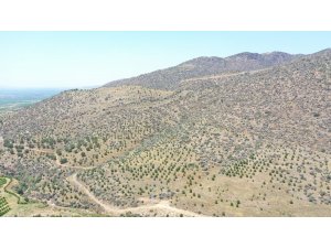 Yabani bademler milyonlar kazandıracak