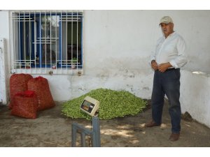 Tezgahta 15 TL’ye kadar satılan bamya yüz güldürdü