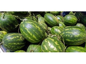 Atça karpuzu Almanya yolcusu